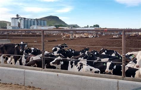 Take A Look Inside One Of The Nations Largest Cattle Feedlots Agdaily