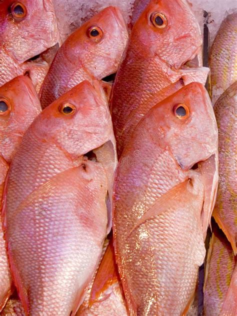 Pink Fish Royalty Free Stock Image Image 5468256