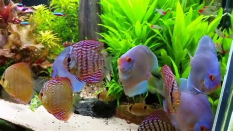 Discus Fish Growth Youtube