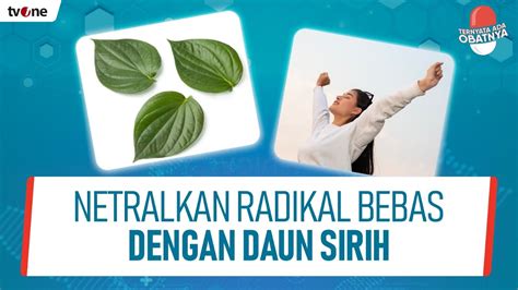 Luar Biasa Daun Sirih Dapat Membantu Mengobati Diabetes Ternyata Ada