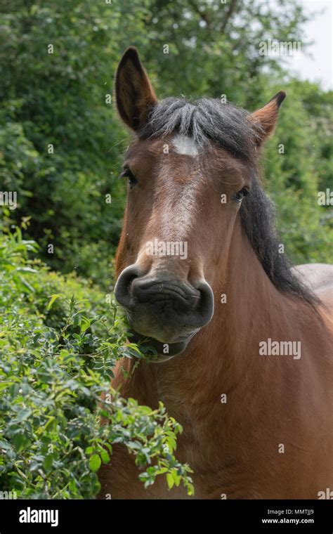 belgian draft horse Stock Photo - Alamy