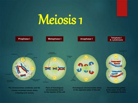 Lesson 4 Meiosis And Human Life Cyclepptx