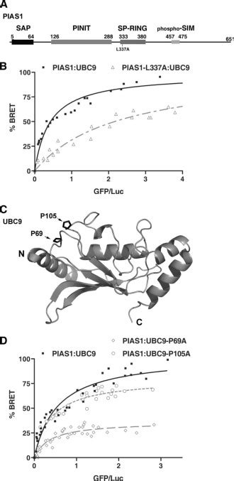 Identification Of A Non Covalent Ternary Complex Formed By Pias1 Sumo1