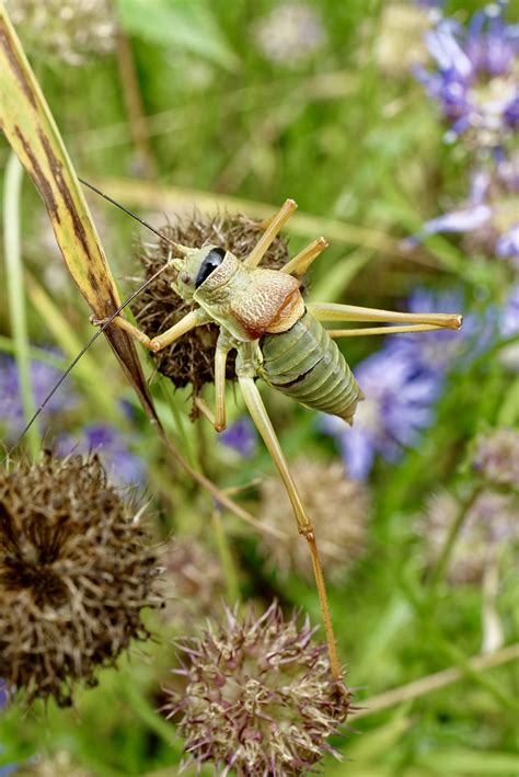 Saddle Backed Bush Cricket Philippe Faure Flickr