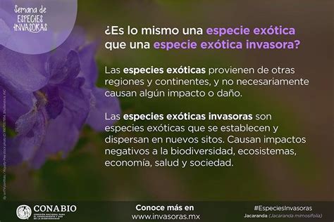 Conabio On Twitter No Es Lo Mismo Una Especie Ex Tica Que Una Ex Tica