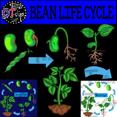 Bean Seed Life Cycle