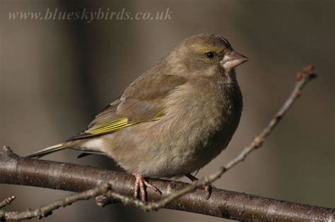 European Greenfinch - BirdForum Opus | BirdForum