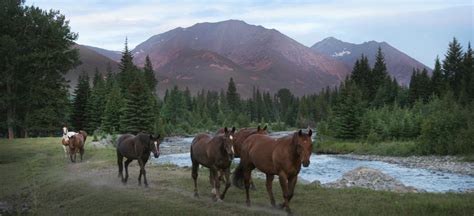 Sweet Grass Ranch | Guest Ranch in Big TImer, MT Sweet Grass Ranch