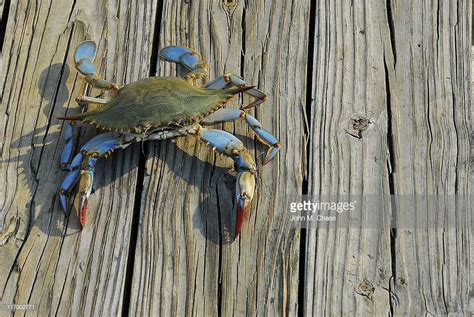 A female Maryland Blue Crab from the Chesapeake Bay walks along a...