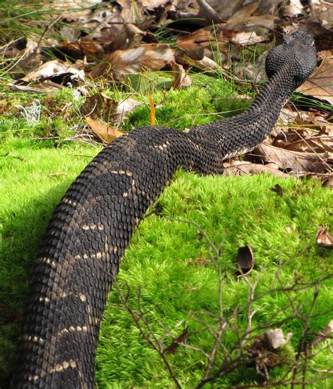 Crotalus Horridus Timber Rattlesnake Vermont Reptile And Amphibian