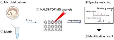 Maldi Tof Mass Spectrometry In Clinical Analysis And Research Acs