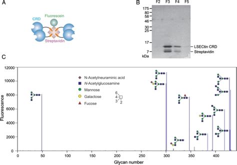 Glycan Array Analysis Of The Binding Specificity Of Lsectin A