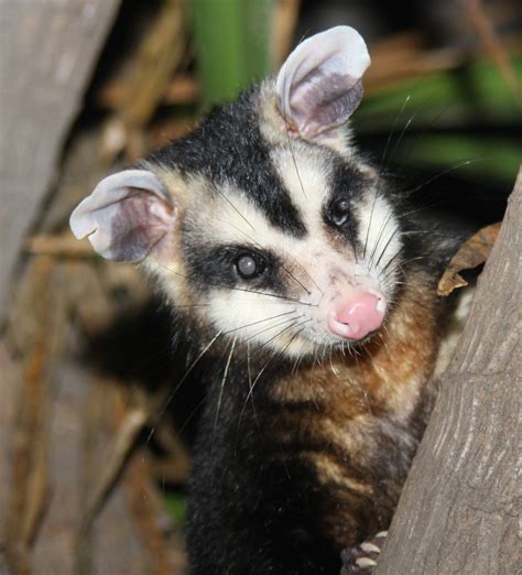 2013 Zoo de Buenos Aires - ZooChat