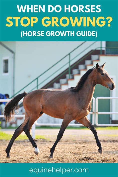 When Do Horses Stop Growing Horses Horse Care Horse Care Tips