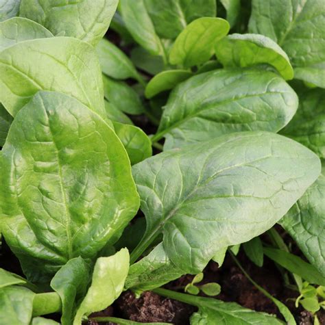 Spinach Matador Spinach Premier Seeds Direct Ltd