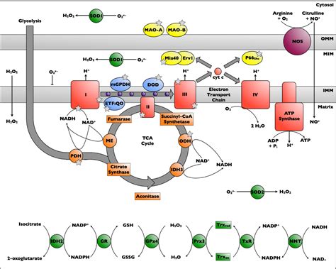 Figure From Cysteine Mediated Redox Signalling In The Mitochondria