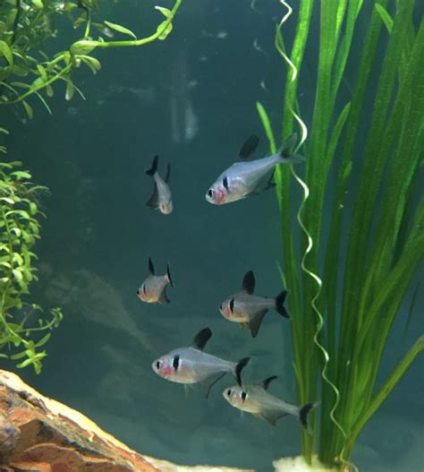 Black Phantom Tetra 101: Breeding Guide, Care, & Disease