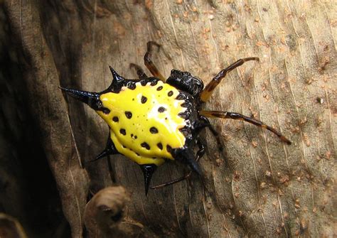 Ara A Espinosa De Hasselt Gasteracantha Hasselti Picture Insect