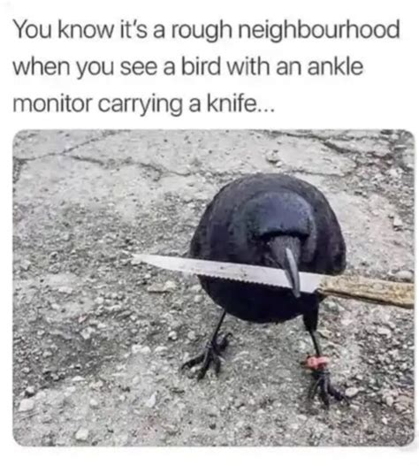 Memes W Linky Gay NYC Dad