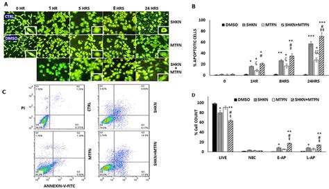 Induced Apoptosis And Necrosis Among Treated And Co Treated MCF 7