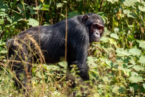 Visit Rwanda National parks- Safari activities to do (Primate Watching)