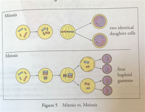 Mcat Genetics And Evolution Flashcards Quizlet