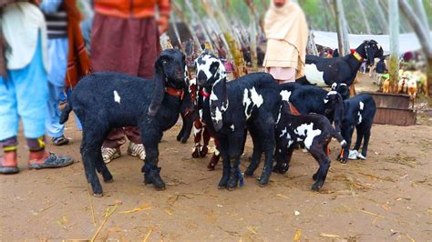 Sub Se Zaida Demand Beetal Nagra K Bachay Aur Big Goat For Sale In