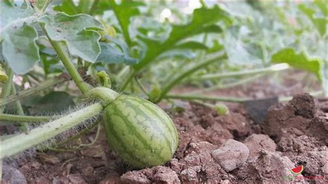 Step By Step Guide How To Germinate Watermelon Seeds [updated January 2025 ]