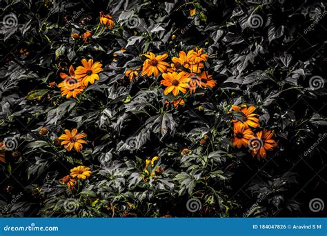 Saffron colored flowers stock photo. Image of grown - 184047826