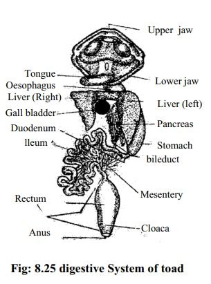 Digestive System Of Frog With Diagram Swarborno