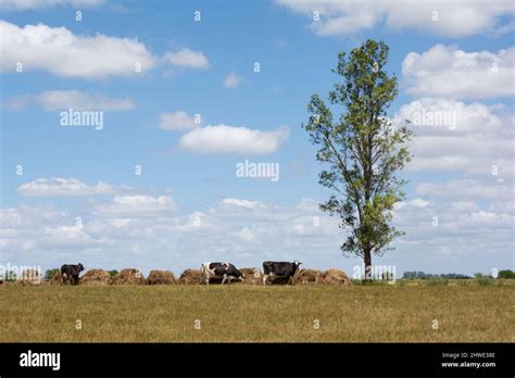 outdoor dairy cows eating alfalfa hay and ration Stock Photo - Alamy