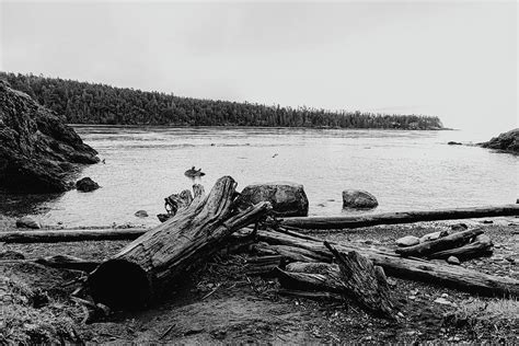 Driftwood Photograph By Dennis Diatel Pixels