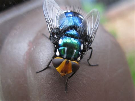 Blowfly Insect Bite