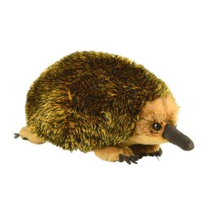 Short Beaked Echidna Transparent Png Stickpng