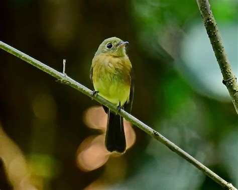 Foto Assanhadinho Myiobius Barbatus Por Amaury Pimenta Wiki Aves