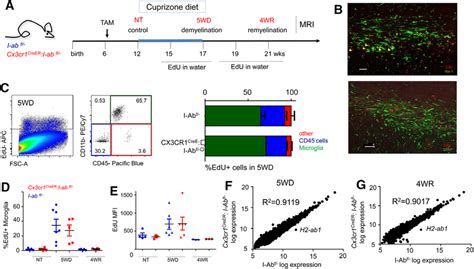 Mhcii Deletion Does Not Affect Microglia Proliferation Or Signaling