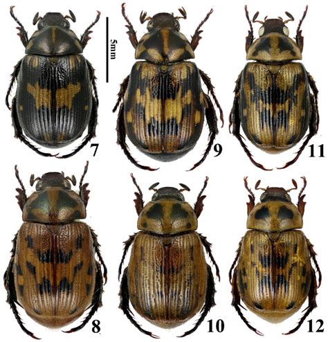 Habitus Of Anomala Spp 7 8 A Blaisei Ohaus 1914 Yunnan Mengla