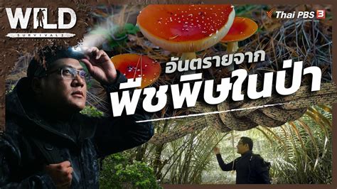 อนตรายจากพชพษในปา WILD SURVIVAL YouTube