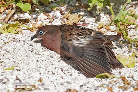 Galapagos Dove Photos Galapagos Dove Images Nature Wildlife Pictures