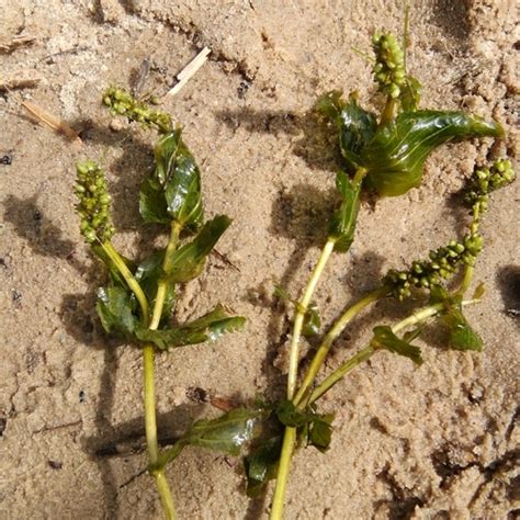 Perfoliate Pondweed Adirondack Research Guidebook Inaturalist