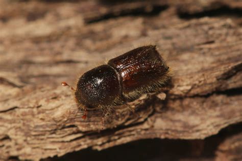 Holzwurm Im Brennholz Alles Was Du Wissen Musst