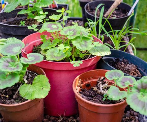 Why Growing Geraniums In Containers Makes Them Last Longer | Gardening Know How