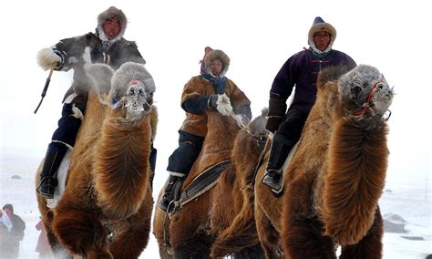 Camels Show They Re Pretty Nippy At Winter Naadam Festival In Hulun