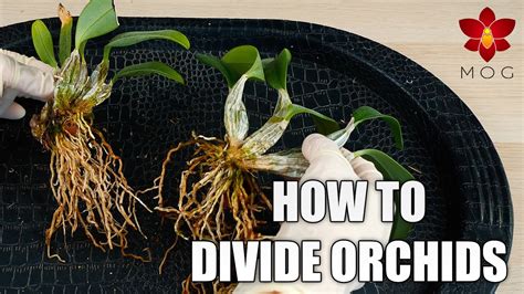 Missorchidgirl How To Divide Orchids Propagate Your Orchids Successfully Care Tips For