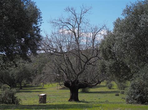 Gran Roble Parque Periurbano De Montehermoso Ivan Bueno Flickr