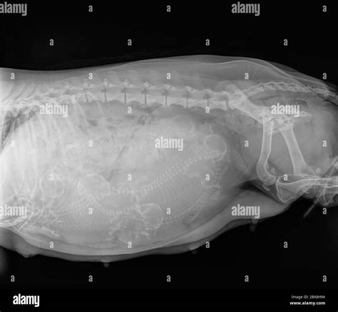 Pregnant Dog X Ray