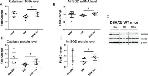 Linagliptin Increases Catalase And Mnsod Mrna And Protein Level In