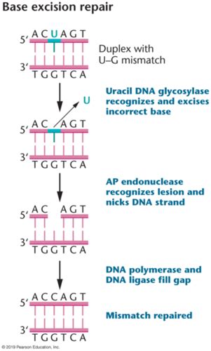 Lecture 10 Dna Repair And Recombination Flashcards Quizlet