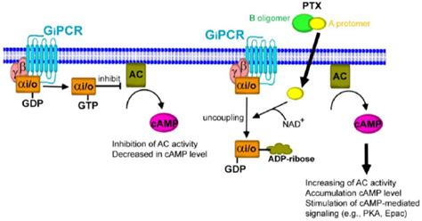 Uncoupling of G α i o proteins from their cognate G protein coupled