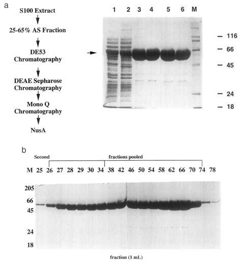 Purification Of Nusa A Analysis Of Nusa Fractions From Various